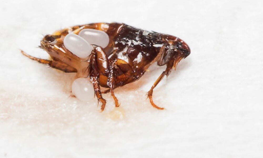 Puce adulte et ses œufs : les insectes visibles sur l’animal ne sont qu’une partie du problème — œufs et larves restent dans les tapis, les textiles et les fentes de parquet, et redémarrent le cycle quelques jours plus tard.