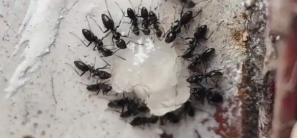 Gel appât en action : les ouvrières repèrent la goutte, la transportent jusqu’au nid et diffusent le produit à la colonie, rois et reines compris.