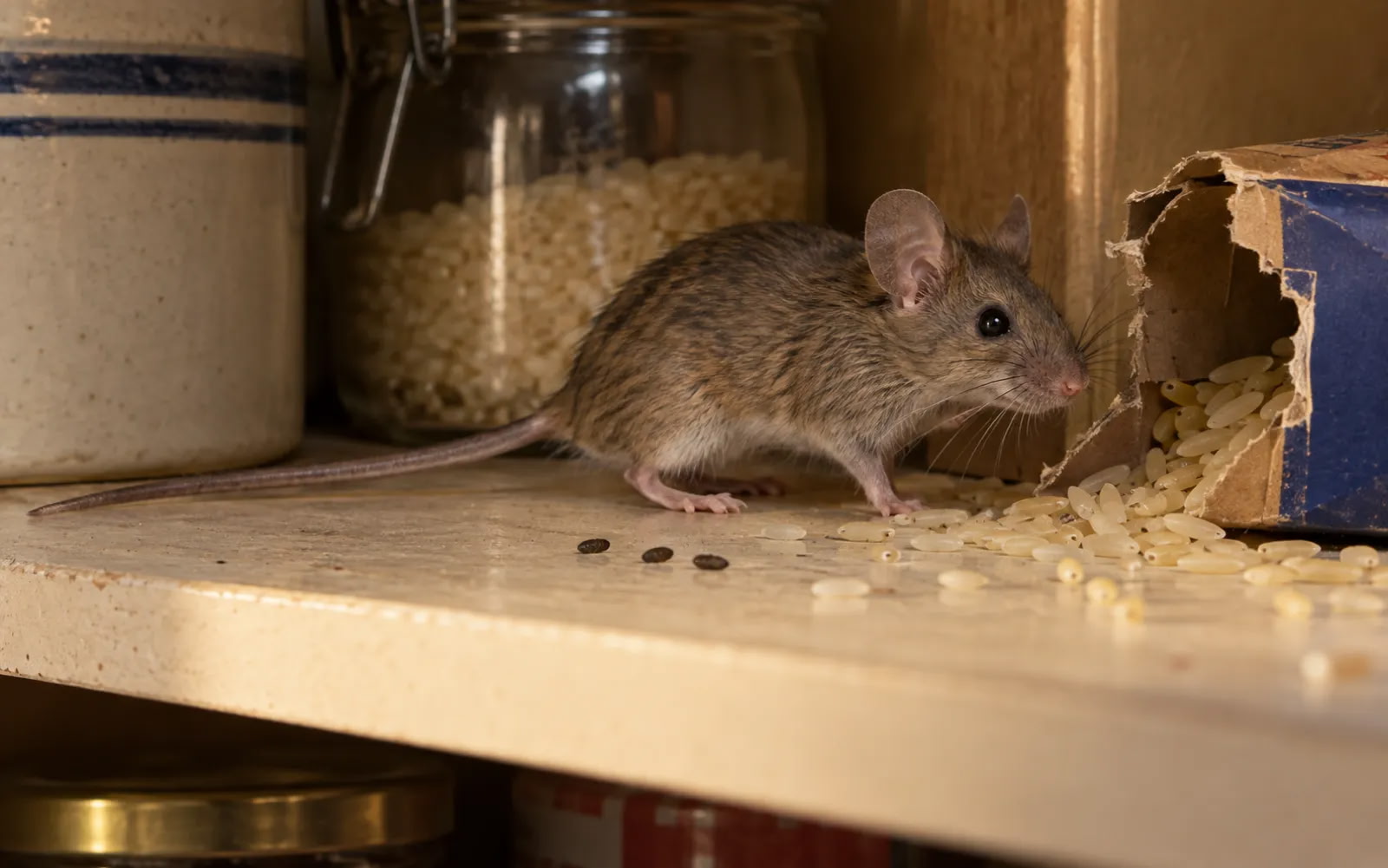 Souris surprise dans un garde-manger : le paquet de riz rongé, les grains répandus et les crottes laissées sur la tablette signalent une colonie installée à quelques mètres de là.