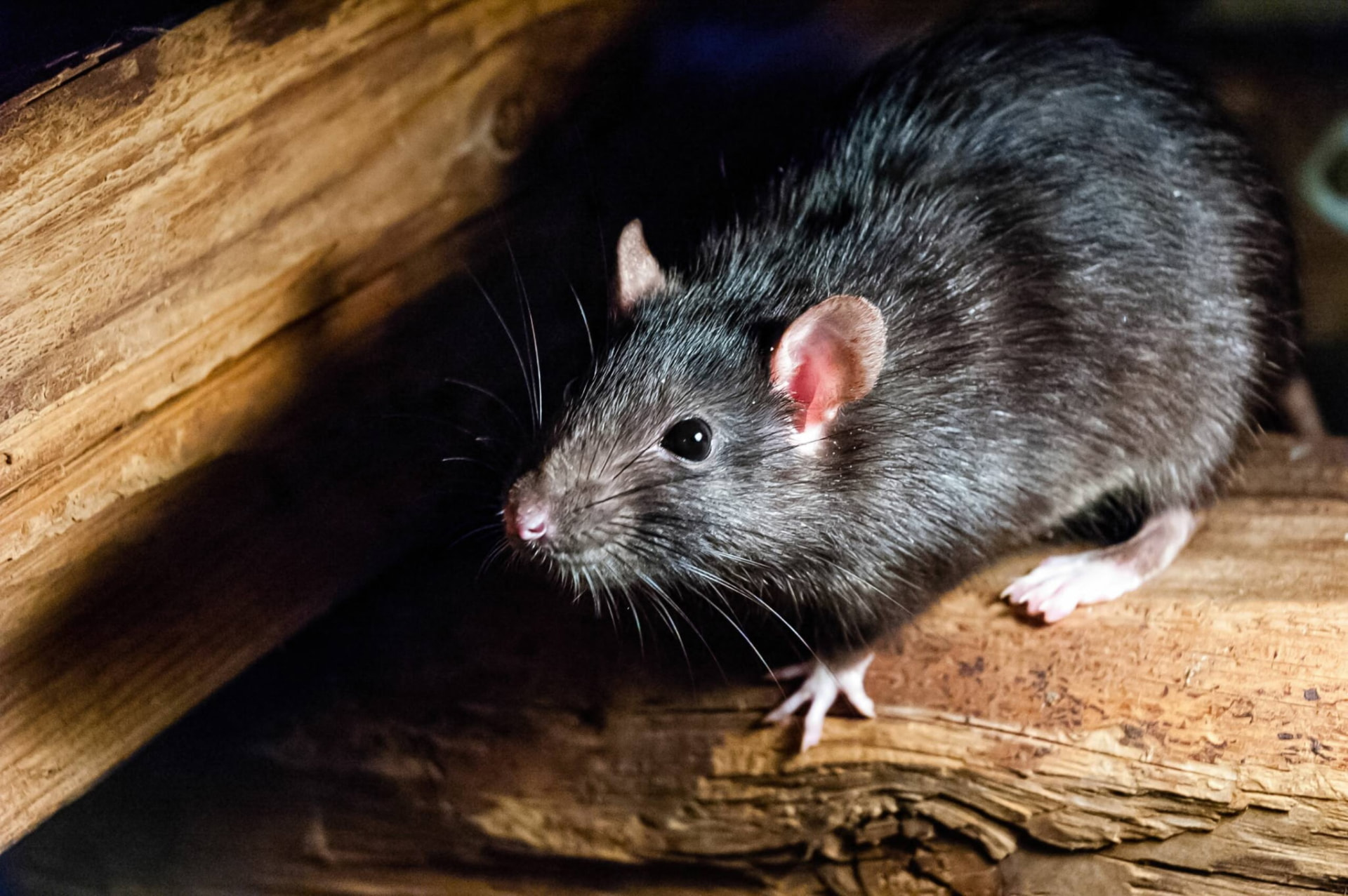 Rats, souris et rongeurs